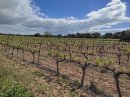 Vignes du côté de la Pistole